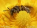 včela medonosná  opilovávající