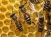 včela medonosná na plástvi