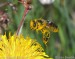 včela medonosná přistávající na květu smetánky